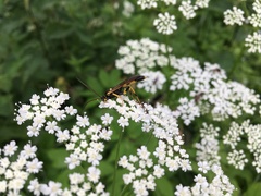 Amblyteles armatorius