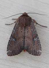 Apamea scoparia