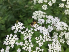 Amblyteles armatorius