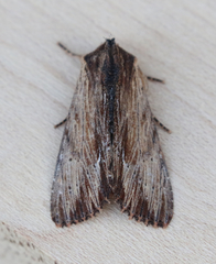 Apamea cuculliformis