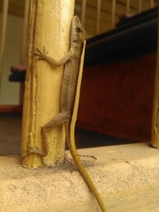 Anolis antonii