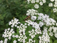 Amblyteles armatorius