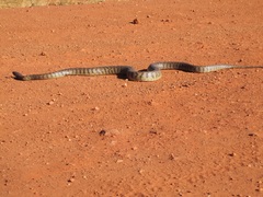 Aspidites melanocephalus