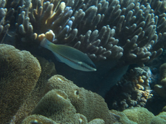 Stethojulis trilineata