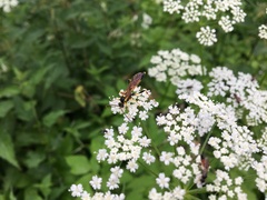 Amblyteles armatorius