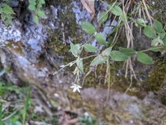 Stellaria vestita