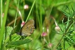 Coenonympha oedippus