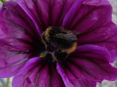 Bombus pratorum
