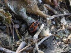 Pyrrhocoris apterus