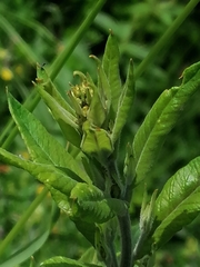 Lysimachia vulgaris