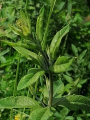 Lysimachia vulgaris