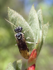 Pamphilius semicinctus