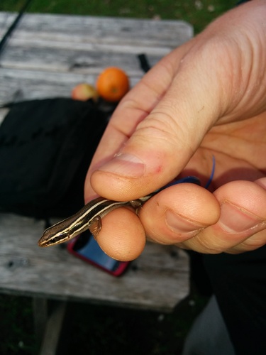 iNaturalist observation photo of Western Skink