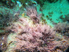 Lithothrix aspergillum