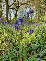 Hyacinthoides non-scripta