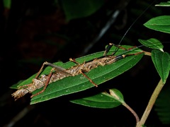 Dinophasma saginatum