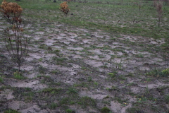 Othonna heterophylla