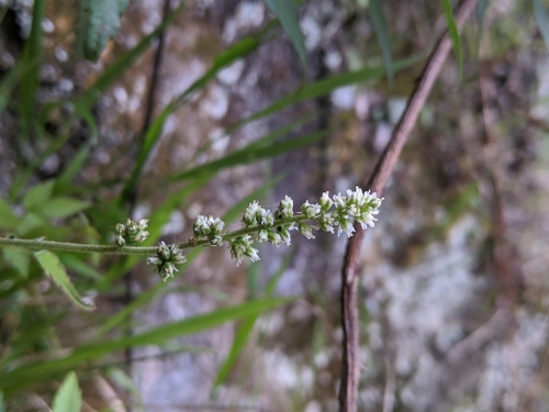 Astilbe longicarpa (Astilbe longicarpa)