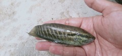 Snakeskin Gourami photo 3
