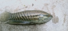 Snakeskin Gourami photo 2