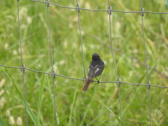 Phoenicurus ochruros