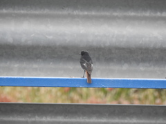 Phoenicurus ochruros