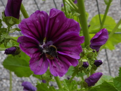 Bombus pratorum