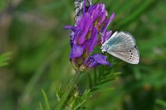 Glaucopsyche lycormas