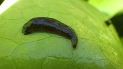 Erpobdella octoculata