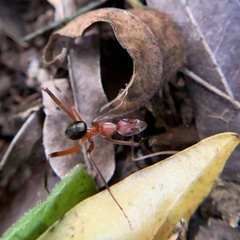Leptomyrmex tibialis