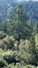 Pseudotsuga