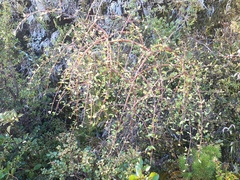 Coprosma pseudociliata