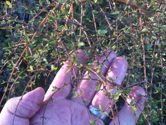 Coprosma pseudociliata