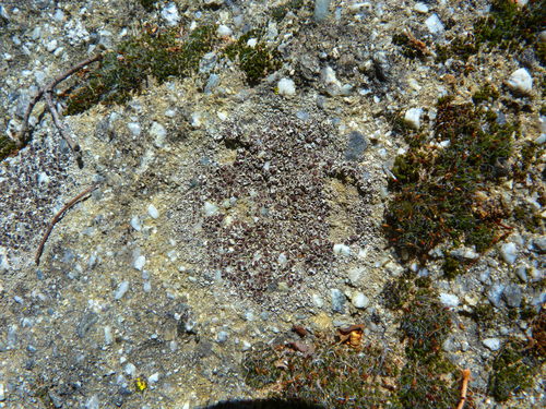 Lecanora campestris