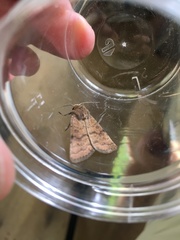 Hoplodrina octogenaria