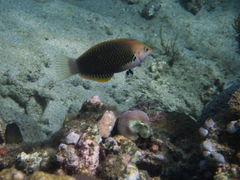 Halichoeres podostigma
