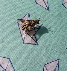 Chrysops divaricatus