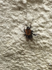 Bombus hypnorum
