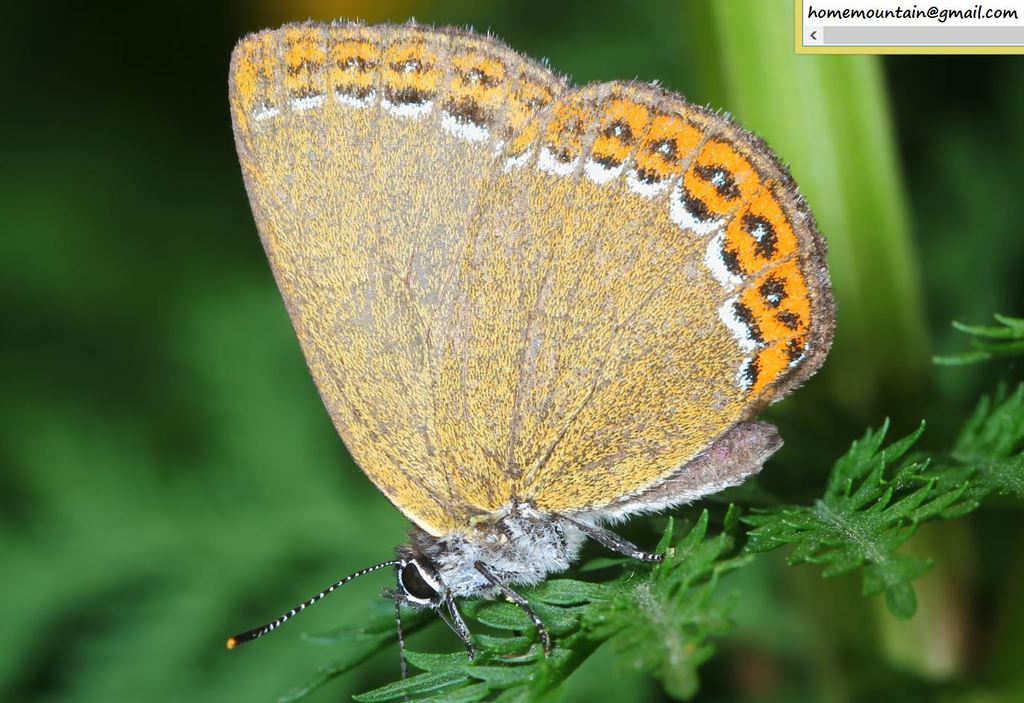 Artopoetes praetextatus