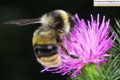 Bombus ganjsuensis