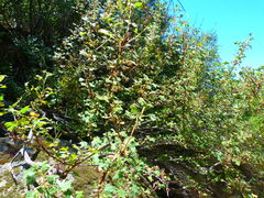 Ribes indecorum
