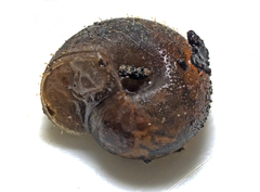 Ramogenia challengeri