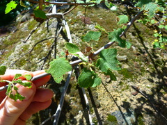 Ribes indecorum