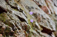 Campanula rotundifolia