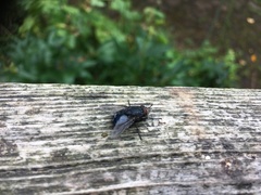 Calliphora