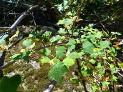 Ribes indecorum