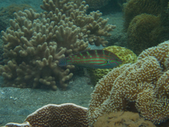 Halichoeres binotopsis