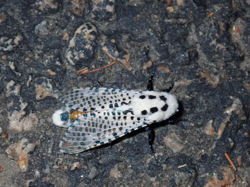 Wood Leopard Moth photo 5