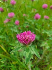 Trifolium pratense