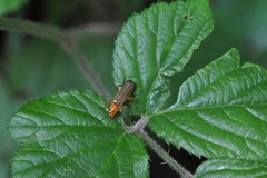 Metacantharis discoidea